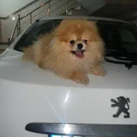 واگذاری پامرانین خرسی بو فیس