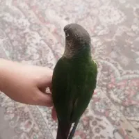 گیرنچک لئوساید دستی|پرنده|اصفهان, عمان سامانی|دیوار