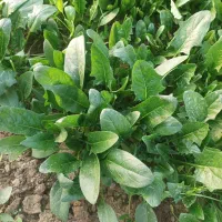 اسفناج تازه