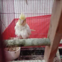 عروس هلندی ماده|پرنده|پاکدشت, پاکدشت (مامازند)|دیوار