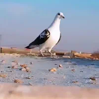 کفتر