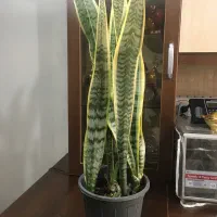 گل سانسوریا