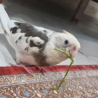 عروس وایت فیس البینو نر ۴ ماهه|پرنده|رشت, حاجی آباد|دیوار