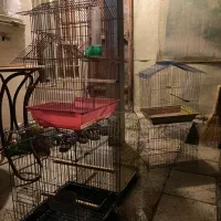 قفس پرنده|لوازم جانبی حیوانات|باغستان, |دیوار