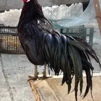 مرغ و خروس سوماترا