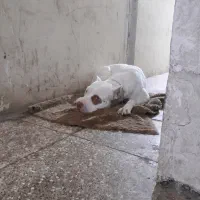 پیتبول|سگ|اسلام‌شهر, شهرک توحید|دیوار