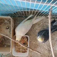 یه جفت عروس هلندی زیبا