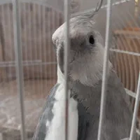 عروس هلندی نر