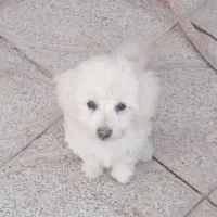 حیوانات|سگ|بم, |دیوار