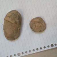 فسیل دوکفه‌ای|کلکسیون اشیاء عتیقه|تهران, فلاح|دیوار