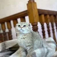 اسکاتیش گلد ماربل و گلد ۱۱