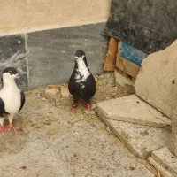 کبوتر ریش ساده|پرنده|چابهار, |دیوار