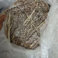 گرد نخل لقاح