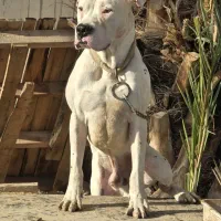 سگ  داگو خانگی آبپخش