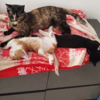 بچه گربه|گربه|تهران, دریا|دیوار