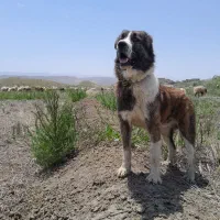 سگ گمشده