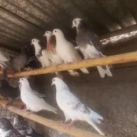 کفتر پرشی|پرنده|یزد, |دیوار