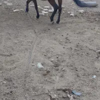 مادیان|اسب و تجهیزات اسب‌سواری|نظرآباد, احمد آباد|دیوار