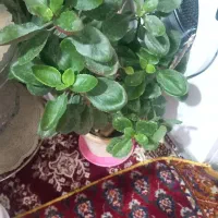 گل های زینتی|گل و گیاه طبیعی|ابهر, |دیوار