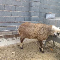 بره ماده ترکی|حیوانات مزرعه|نجفآباد, جلال آباد|دیوار