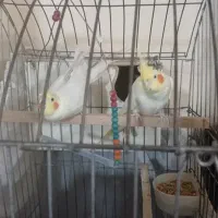 عروس هلندی سالم وکشیده مولد|پرنده|قرچک, داوود آباد|دیوار