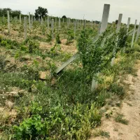 فروش باغچه انگور ۱۶۵۰متری داربستی|فروش زمین و ملک کلنگی|هشتگرد, شهرک دانش|دیوار