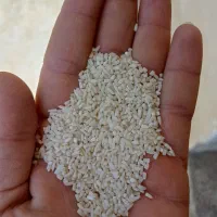 فروش لاشه برنج طارم هاشمی