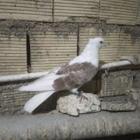 کبوتر گرده دار