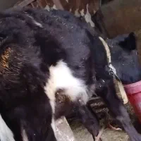 گوساله ماده هلشتاین|حیوانات مزرعه|کنگاور, |دیوار