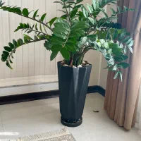 گل زاموفیلیا|گل و گیاه طبیعی|قم, سعادتی|دیوار