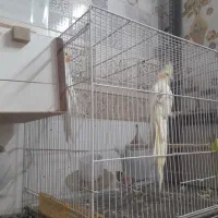 ۶تا عروس هلندی بالغ