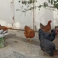 مرغ وخروس محلی همه جوان تازه به تخم آمده|حیوانات مزرعه|بیرجند, |دیوار