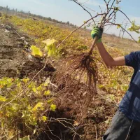 نهال انگور سردشت دیم|خدمات باغبانی و درختکاری|کرمان, |دیوار