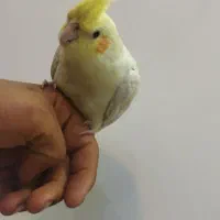 عر وس هلند ی رام و دستی