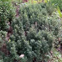 شمشاد سوزنی نعنایی و طلایی|گل و گیاه طبیعی|واجارگاه, |دیوار