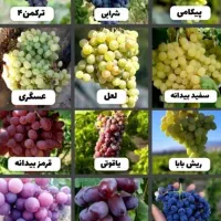 هرس اصولی انواع درختان