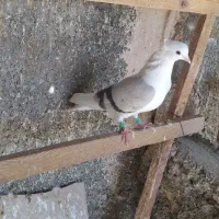 کبوتر دوکت|حیوانات|مبارکه, |دیوار