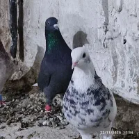 کبوتر در پرنده|پرنده|ارژن, |دیوار