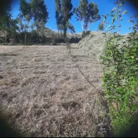فروش علف و یونجه