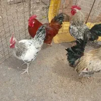 خروس بومی