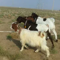 بزغاله کیفیت بالا درشت چاق قصابی