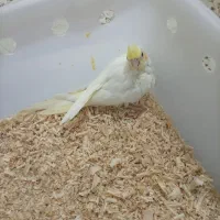 جوجه عروس هلندی سرلاکی نژاد اصیل سخنگو
