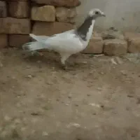 کفتر غول پلنگ