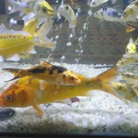 کوی پوست چرم