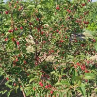 ویلا. باغ کشاورزی|فروش زمین و ملک کلنگی|شاهین‌شهر, فردوسی|دیوار