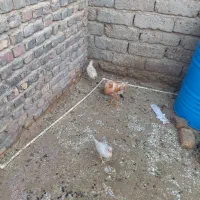 جوجه مرغ وخروس بزرگ وکوچک.موجودهست|حیوانات مزرعه|زابل, |دیوار