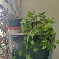 گل و گیاه خانگی|گل و گیاه طبیعی|پردیس, فاز ۱|دیوار