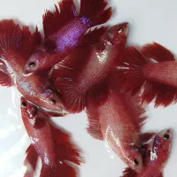 ماهی فایتر عید و اکواریوم