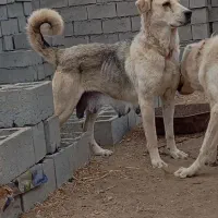 سگ ماده عراقی گمشده