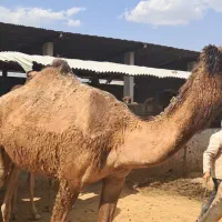 شتر|حیوانات مزرعه|شیراز, بید زرد|دیوار